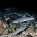 shark_whitetip_reef_mancg_ci_h_0270_cos1066.jpg
